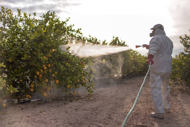 Best Termite Control Services  in Red Cloud, NE