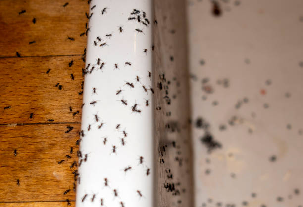 Best Cockroach Control Services  in Red Cloud, NE