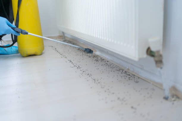 Best Wasp Removal Services  in Red Cloud, NE